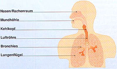 Vor Erstaunen - oder weil das Atemsystem nicht mehr funktioniert?